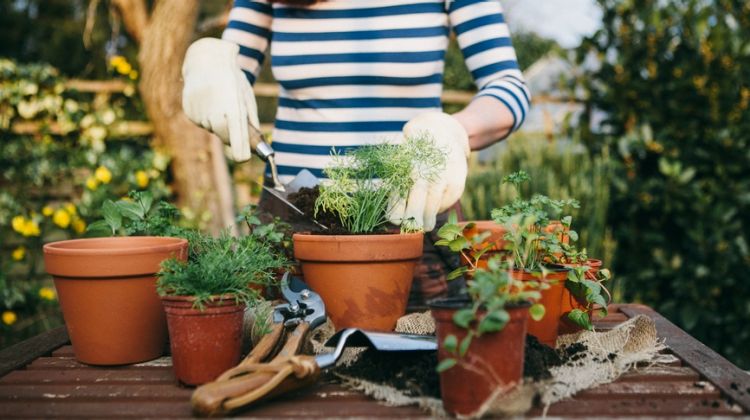Eco-Friendly Household Tips for Summer
